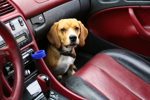 5 asientos de perros para tener en tu auto y que viajen seguros